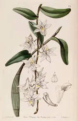 Dendrobium crumenatum